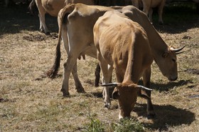 Vache &quot;Aubrac&quot;