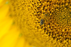 Abeille sur une fleur de tournesol