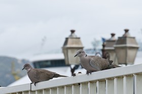 Tourterelles turques