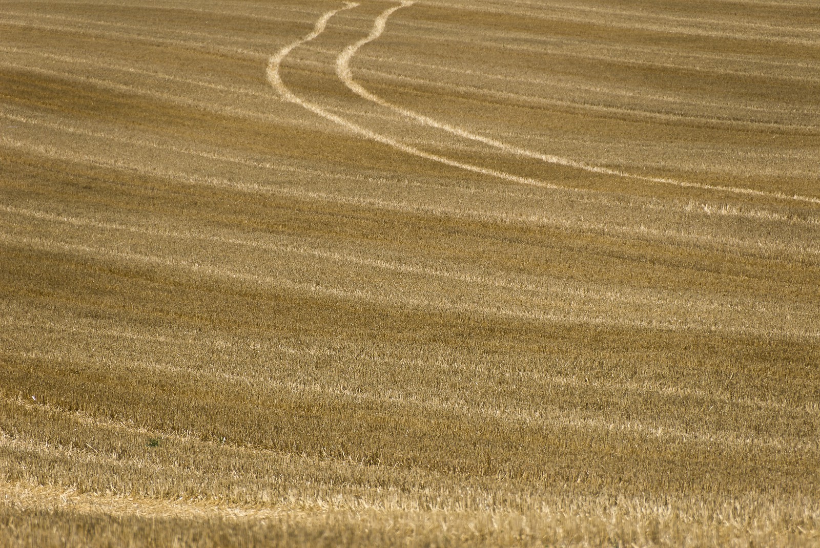 Champ de blé après la récolte