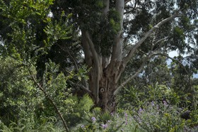 Jardin des Méditerranées
