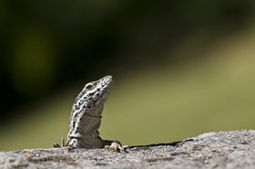 Lézard des murailles