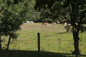 Vaches dans un pré