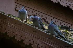 Trois pigeons