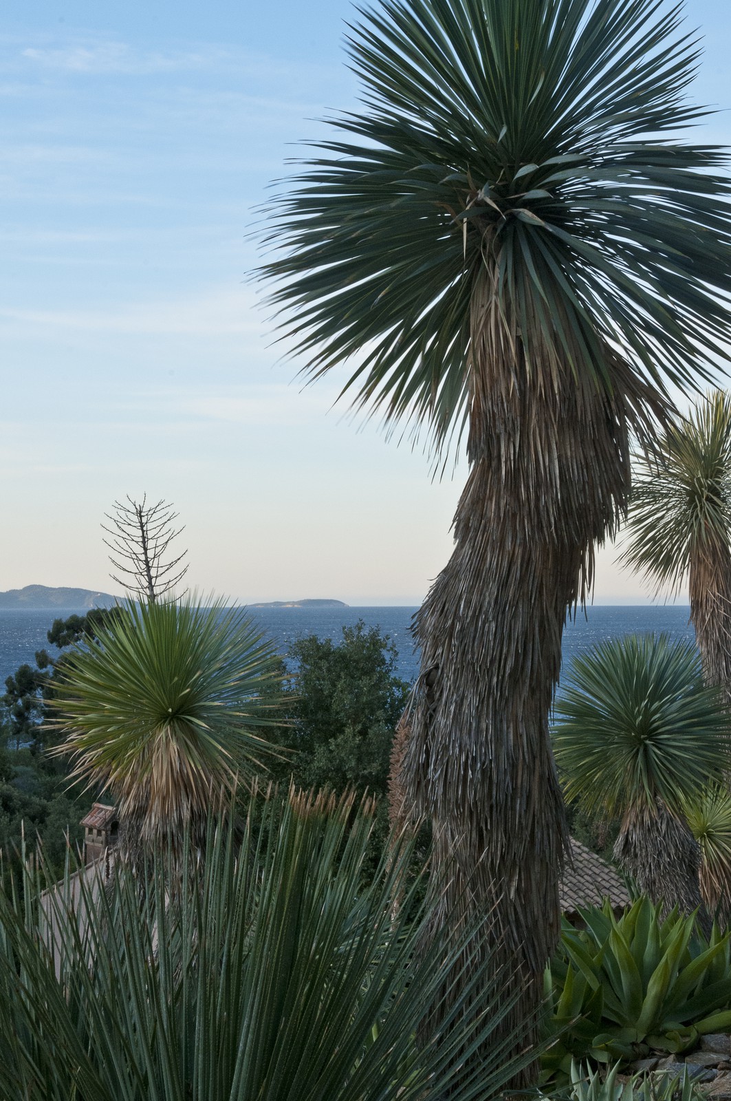 Yucca rostrata