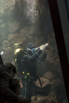 Entretien d'aquarium