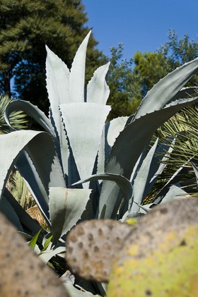 Agave