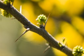 Fleurs de mimosa