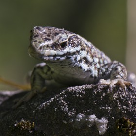 Lézard des murailles