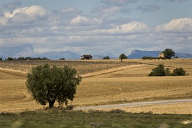 Plateau de Valensole
