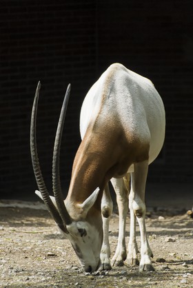 Antilope