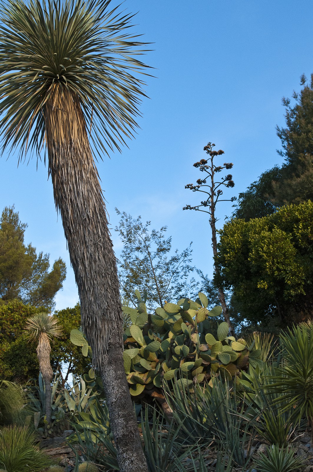 Plantes d'Amérique aride