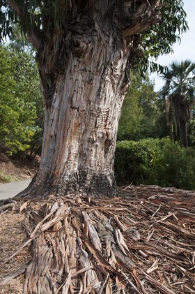 Eucalyptus