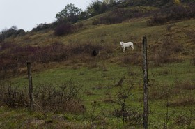 Chevaux dans un champ