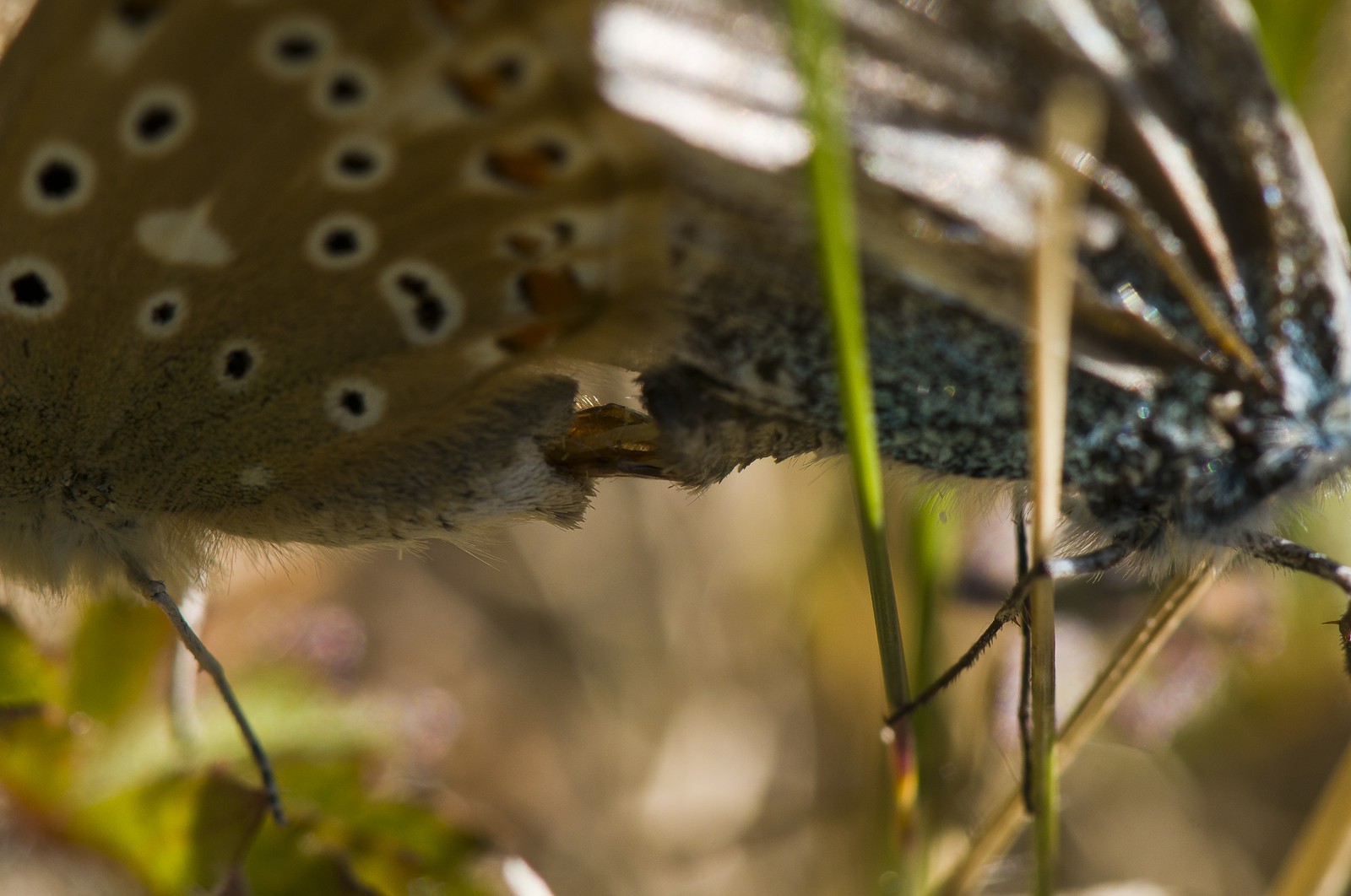 Accouplement de papillons