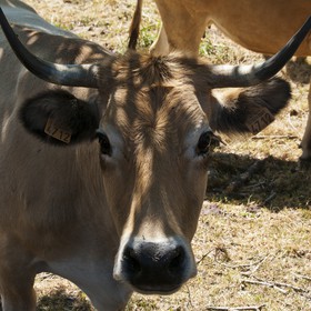 Vache &quot;Aubrac&quot;