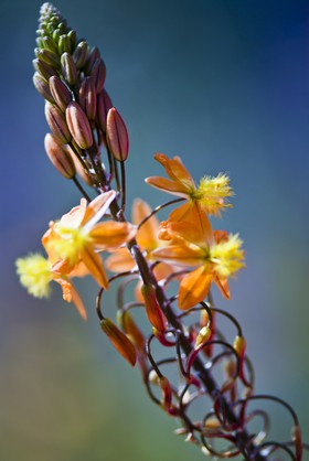 Fleur ( asphodèle? )