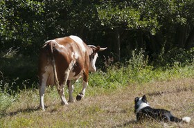 Chien et vache