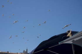 Vol de goélands