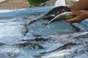 Marché aux poissons