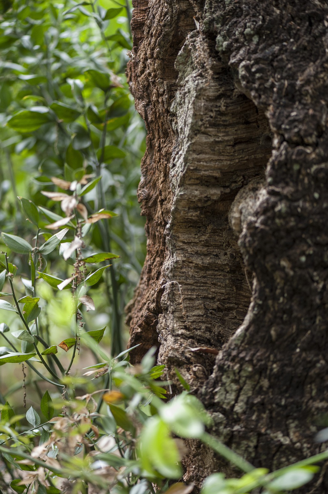 Jardin des Méditerranées