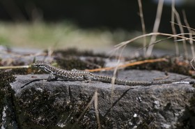 Lézard des murailles