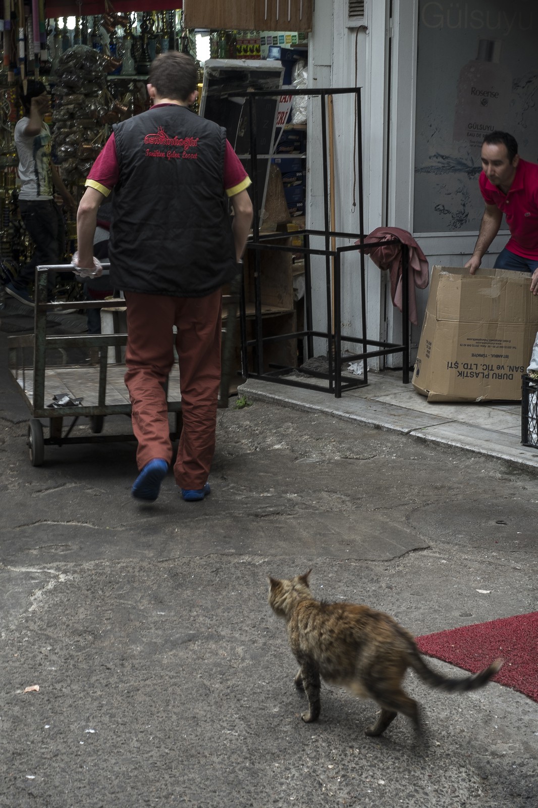 Le chat et le manutentionnaire