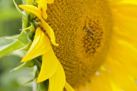 Abeille sur une fleur de tournesol
