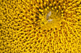 Abeille sur une fleur de tournesol