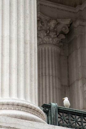 La mouette aux colonnes