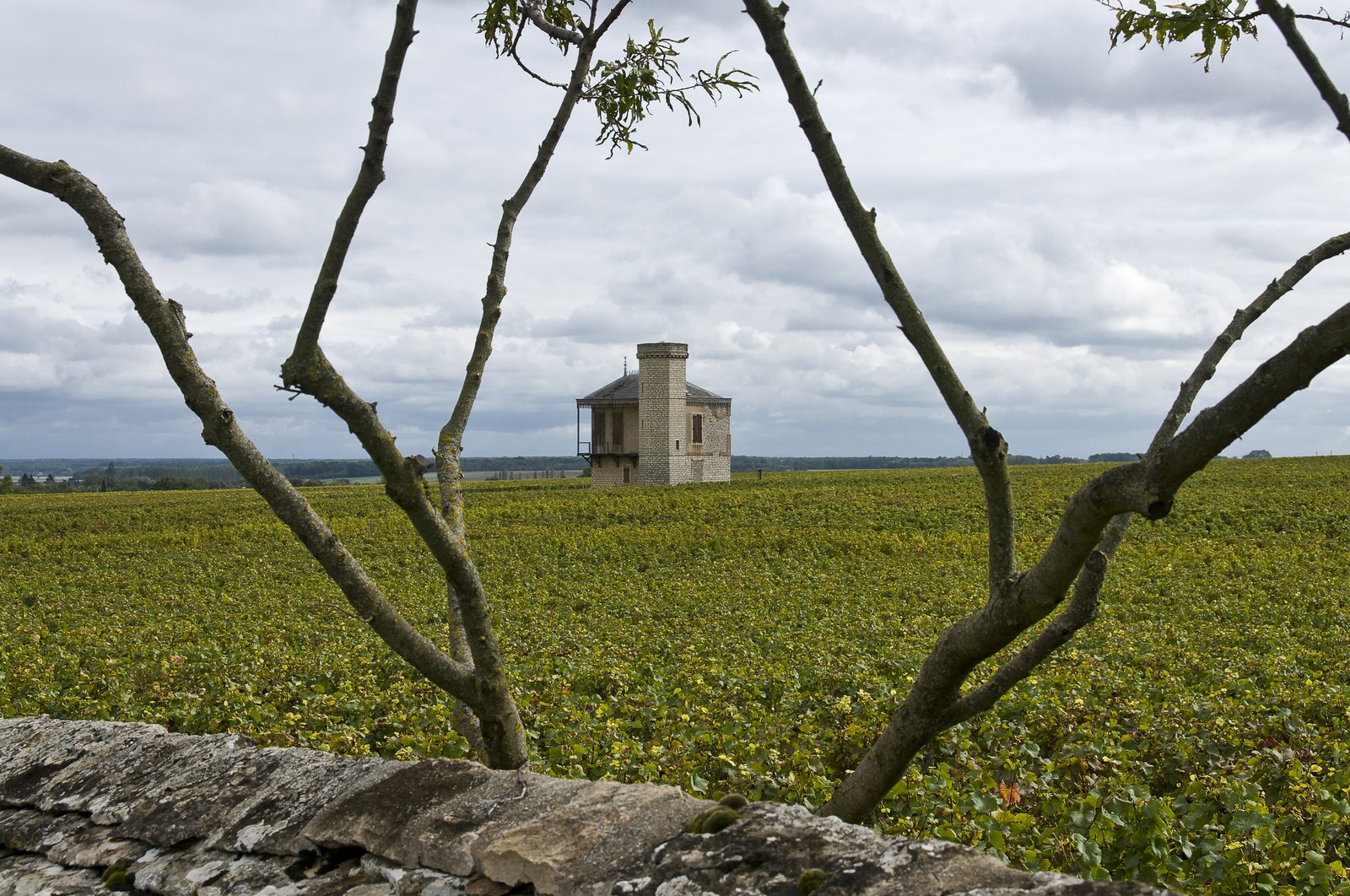 Vignoble du Clos de Vougeot
