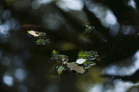 Plante dans un bassin