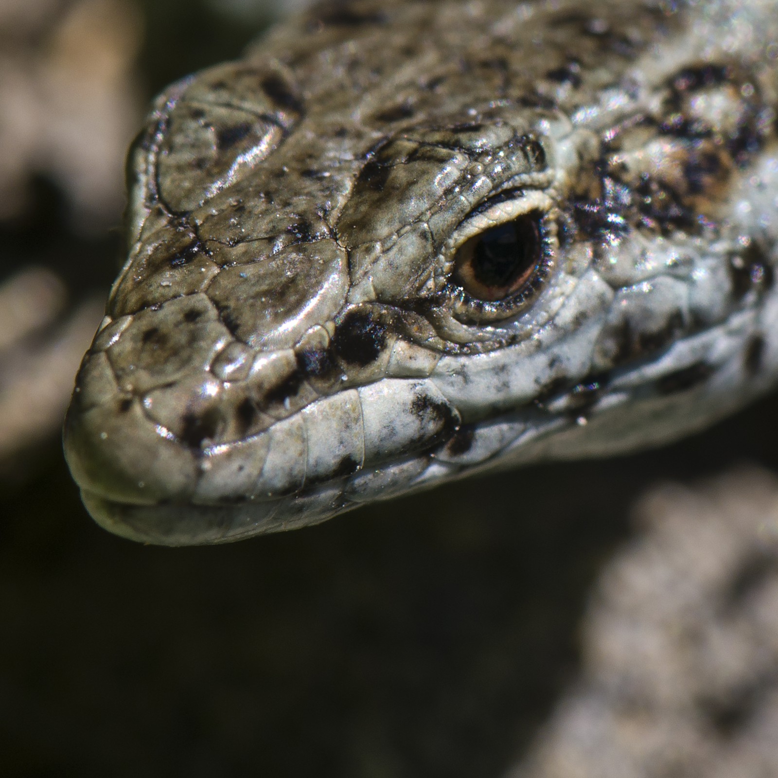 Lézard des murailles