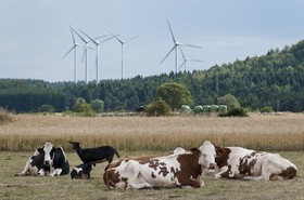 Vaches et éoliennes