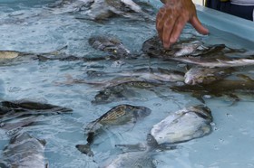 Marché aux poissons