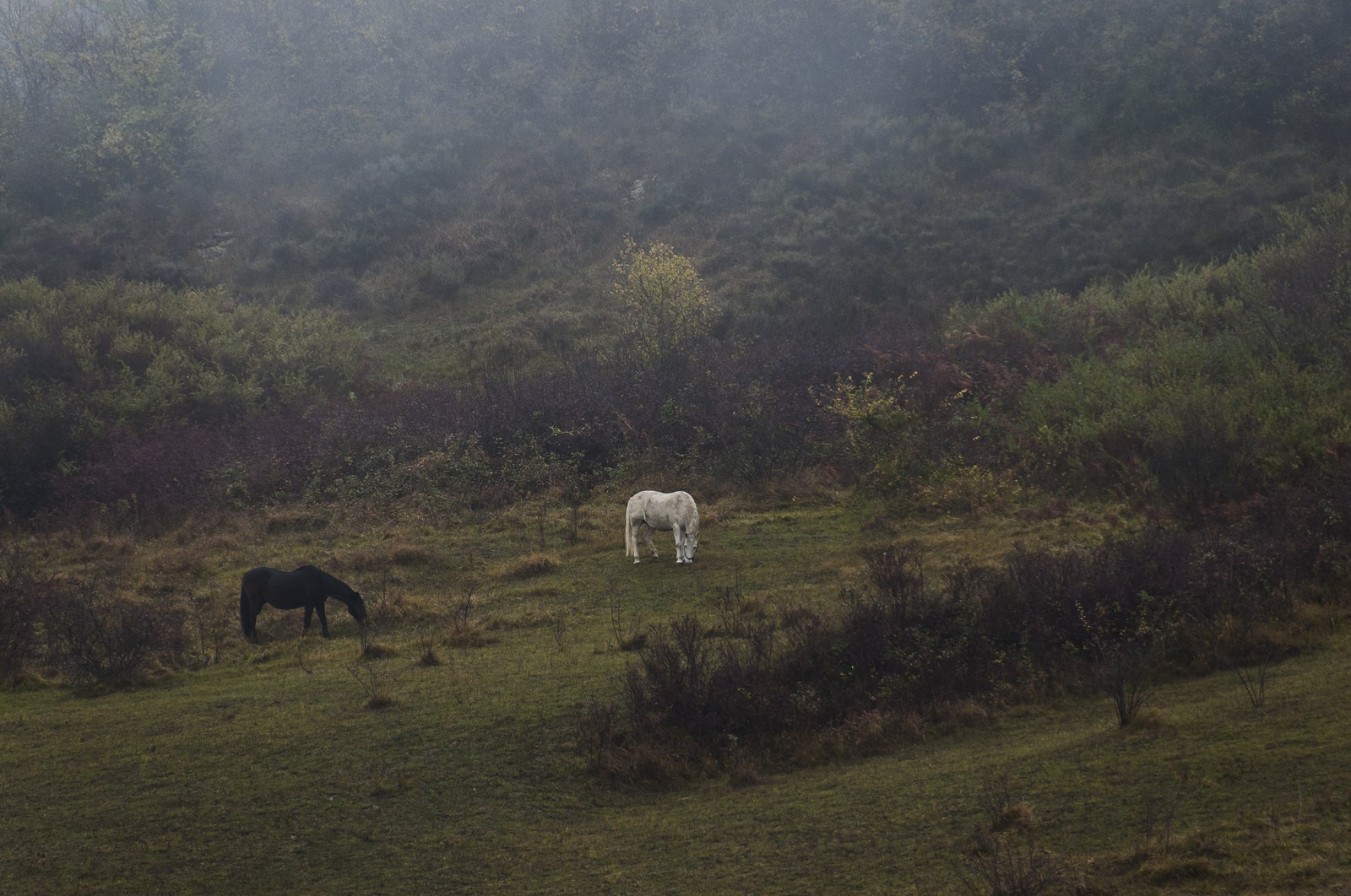 Chevaux dans un champ