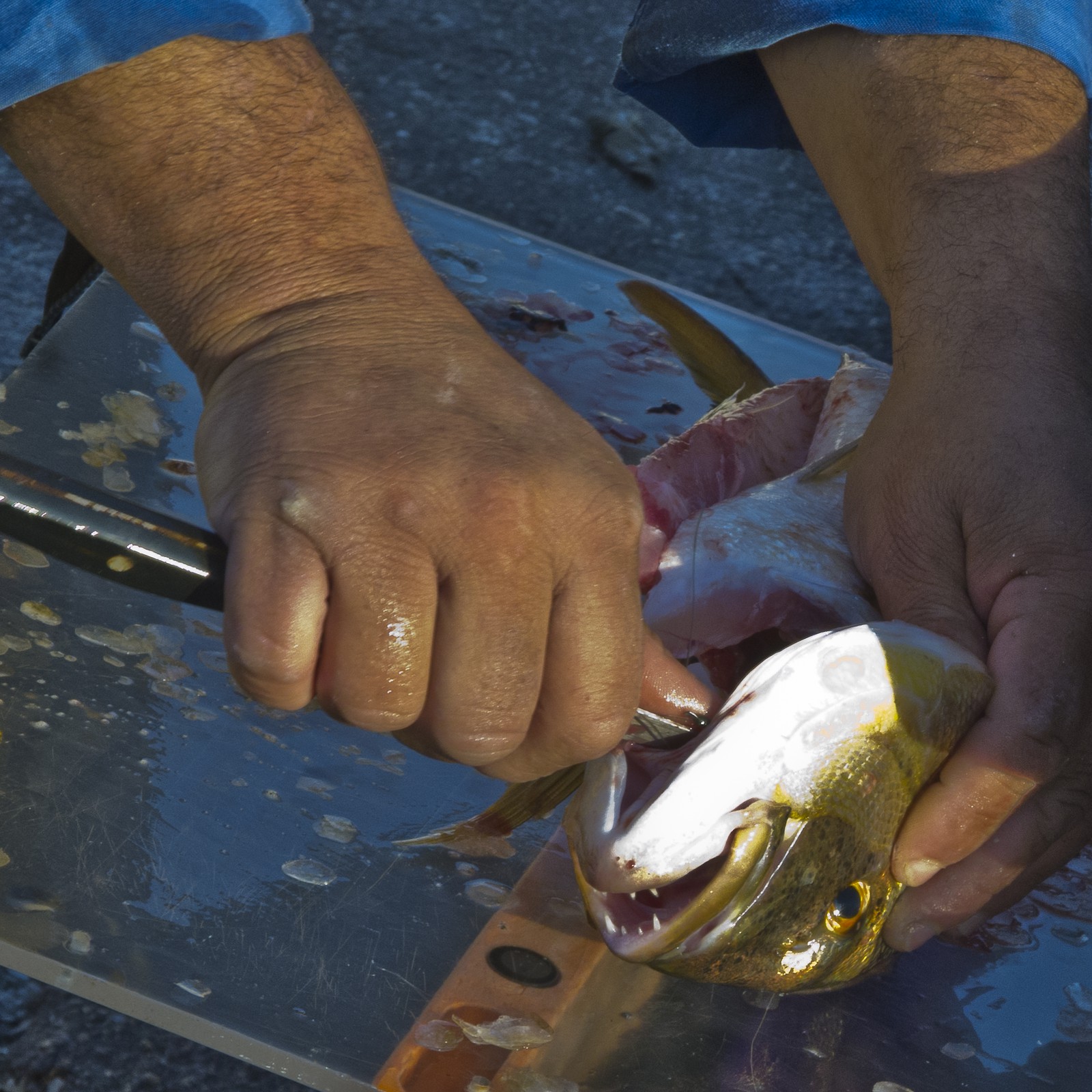 Marché aux poissons