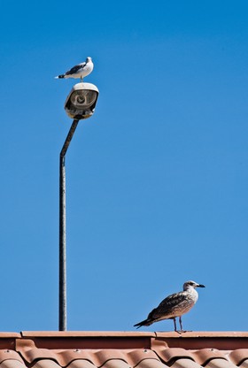 Mouettes
