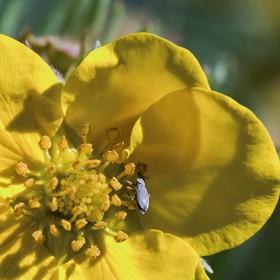Pistil de potentille