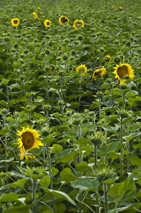 Champ de tournesols