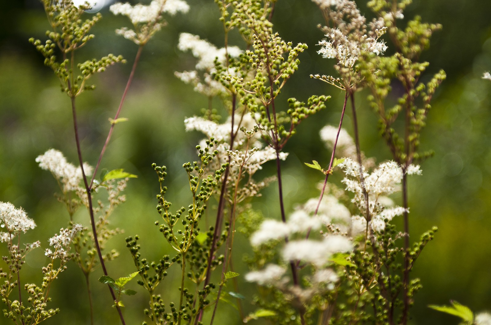 Plantes dans un jardin