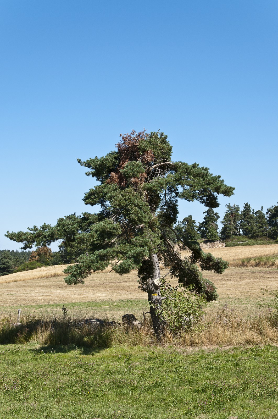 Arbre isolé