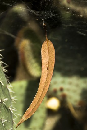 Feuille d'eucalyptus