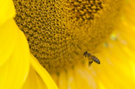 Abeille sur une fleur de tournesol