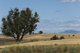 Plateau de Valensole
