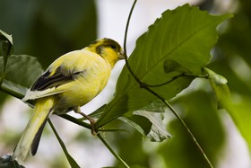 Oiseau jaune