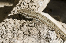 Lézard des murailles