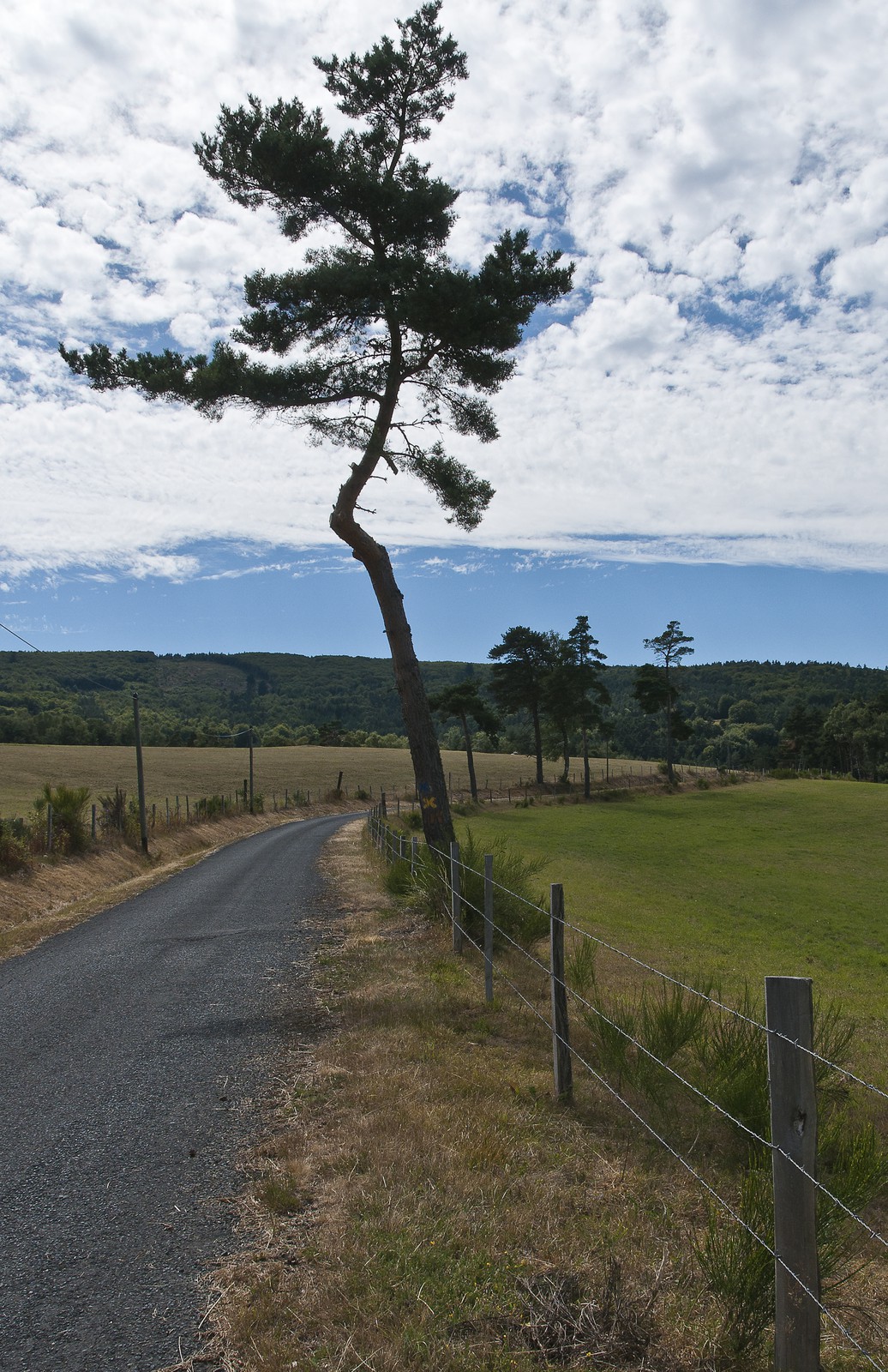 Pin au bord de la route