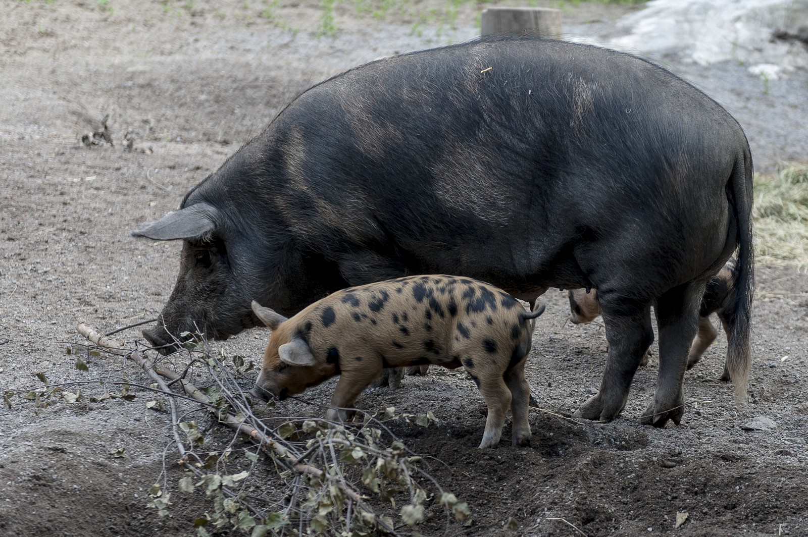 Truie et son porcelet