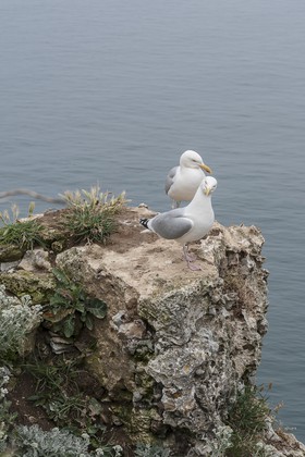 Mouettes sur les falaises